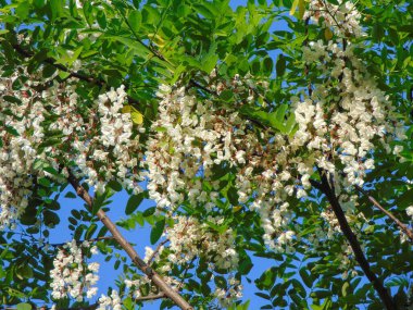 Çiçek açmış kara çekirge ağacı. Robinia psödoacia