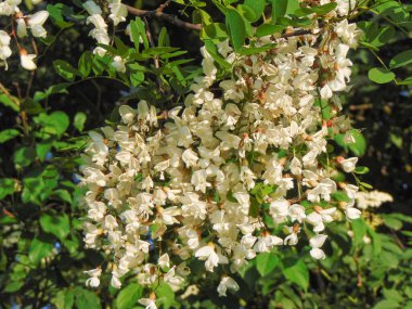Çiçek açmış kara çekirge ağacı. Robinia psödoacia