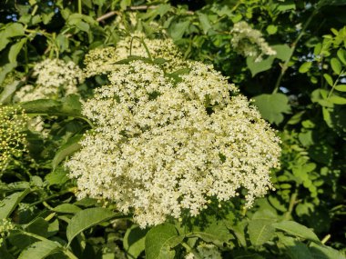 Romanya 'da yaygın bir mürver. Sambucus