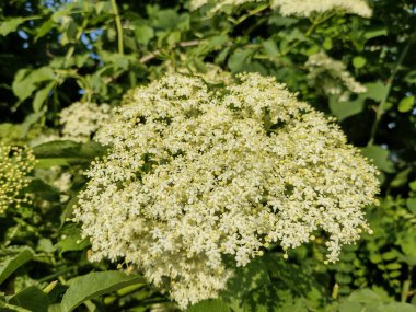 Romanya 'da yaygın bir mürver. Sambucus