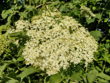 Romanya 'da yaygın bir mürver. Sambucus