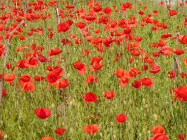 Romanya 'da haşhaş tarlası