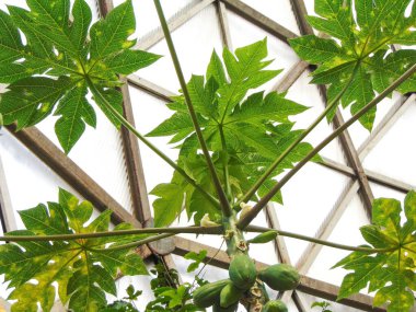 Ağaçta yeşil papaya meyveleri var. Carica papaya;