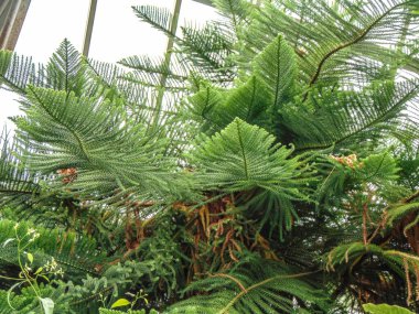 Botanik bahçesindeki Araucaria çamı