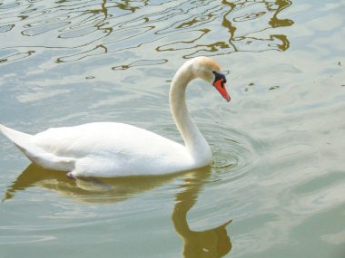 Romanya 'daki gölde beyaz kuğu