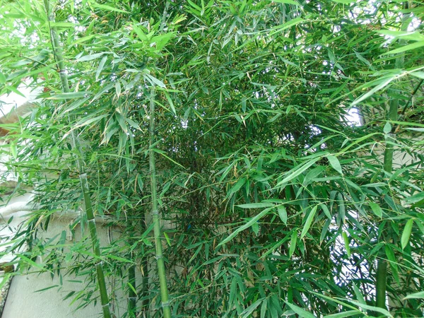 Lugar Con Bambú Jardín Botánico — Foto de Stock