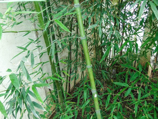 Place Avec Bambou Jardin Botanique — Photo
