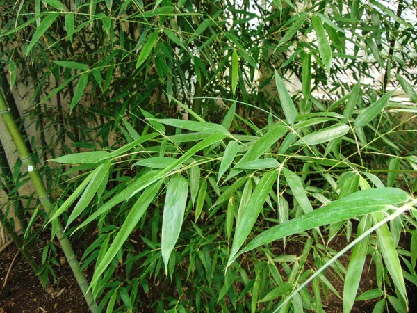 Placera Med Bambu Vid Den Botaniska Trädgården — Stockfoto