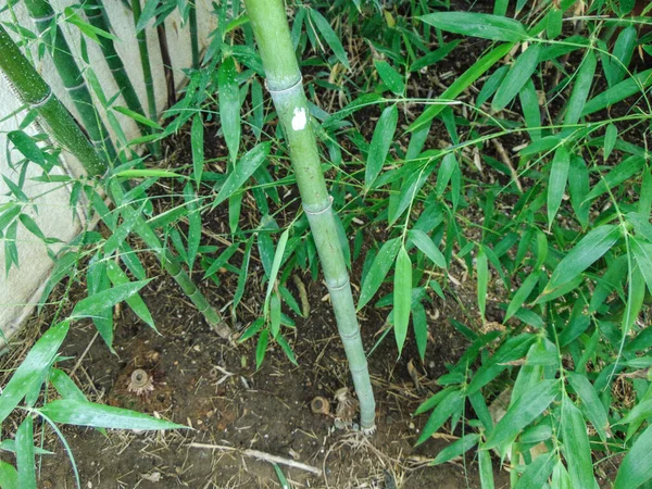 Botanik Bahçesinde Bambu Olan Bir Yer — Stok fotoğraf