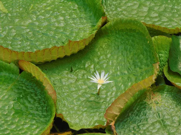 Bunga Lili Dari Sungai Amazon Kemenangan Amazon — Stok Foto