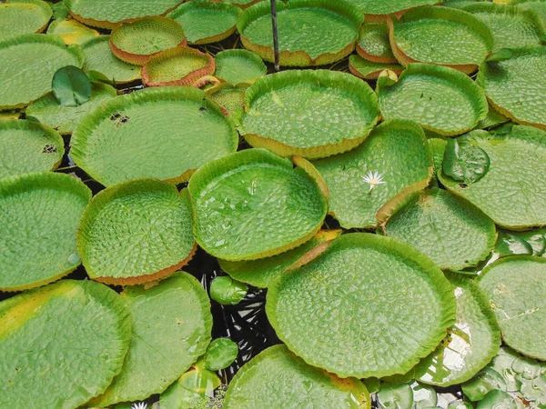 Water Lilies Amazon River Amazonian Victory — Stock Photo, Image