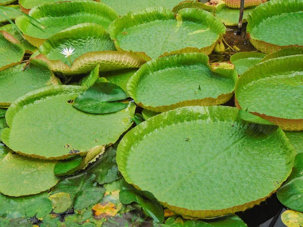 Bunga Lili Dari Sungai Amazon Kemenangan Amazon — Stok Foto