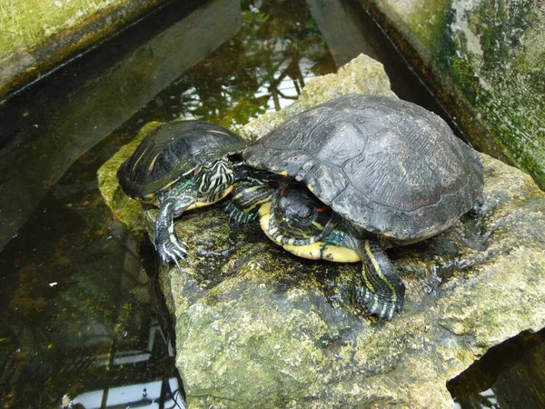 Twee Schildpadden Een Steen — Stockfoto