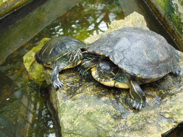 Zwei Schildkröten Auf Einem Stein — Stockfoto