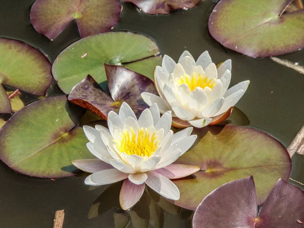 Dua Bunga Lili Air Putih Danau — Stok Foto