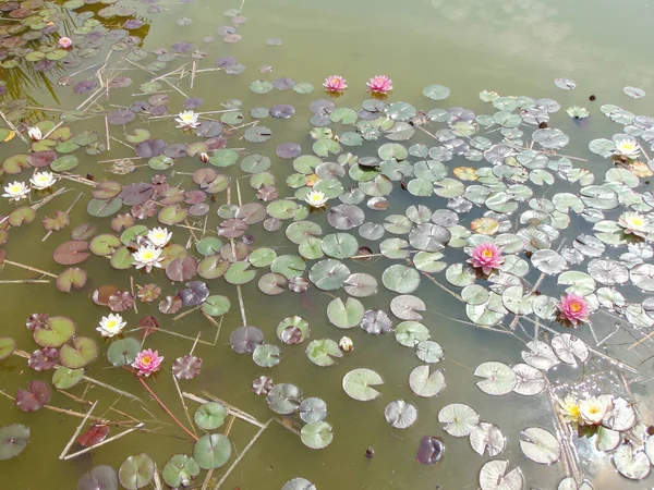 湖の睡蓮 — ストック写真