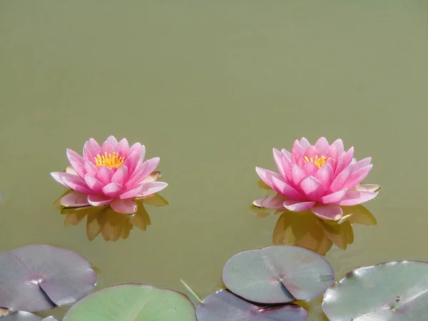 Two Water Lilies Lake — Stock Photo, Image