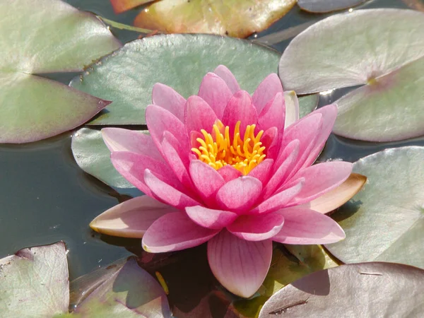 Pink Water Lily Lake — Stock Photo, Image
