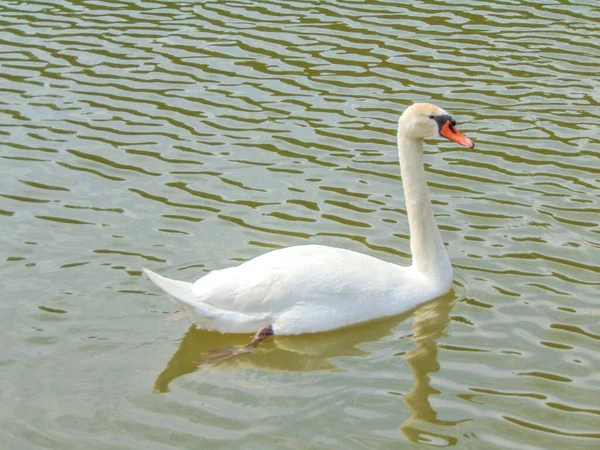 Cisne Branco Lago Roménia — Fotografia de Stock