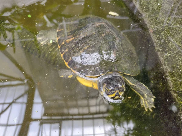 Черепаха Воде Вид Крупным Планом — стоковое фото