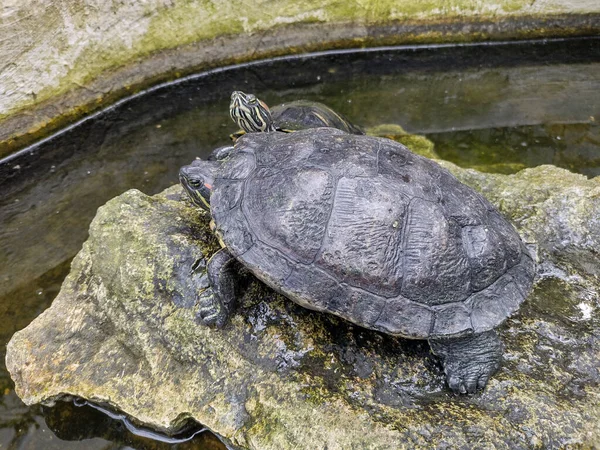 Zwei Schildkröten Auf Einem Stein — Stockfoto