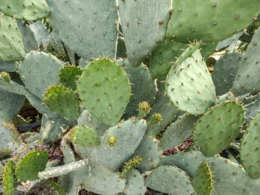 Opuntia makro-sentra kaktüsü. Makro görünüm