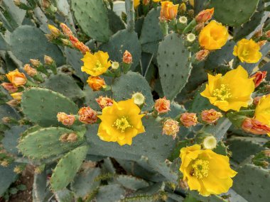 Çiçekli Opuntia makrocentra kaktüsü. Makro görünüm