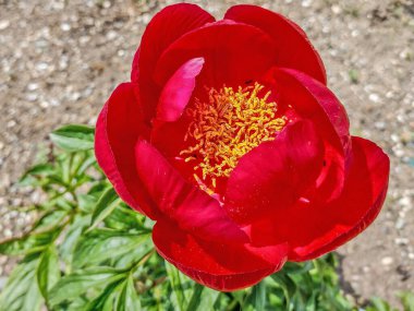 Romanya 'da şakayık çiçeği. Peeonia peregrina