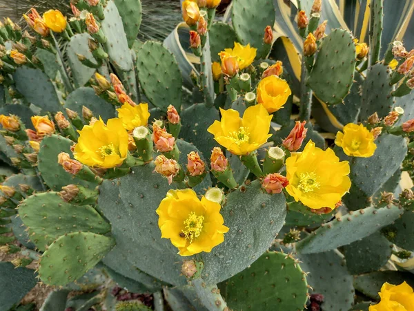 stock image Flowering Opuntia macrocentra cactus. Macro view