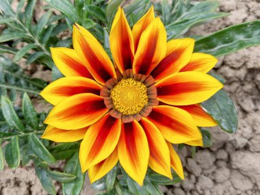 Romanya 'nın hazine çiçeği. Gazania rigens