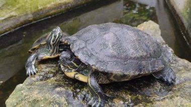 Bir taşın üzerinde iki kaplumbağa.