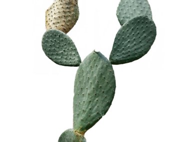 Beyaz arka planda izole edilmiş Opuntia ficus-indica