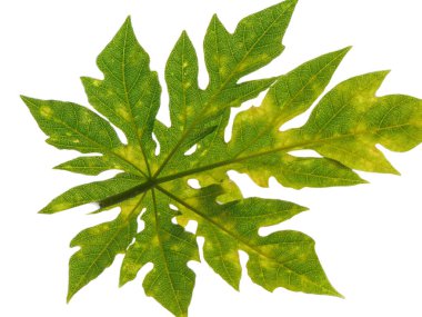 Papaya yaprakları beyaz ağaçta izole edilmiş. Carica papaya