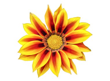 Romanya 'daki hazine çiçeği beyazda izole edilmiş. Gazania rigens