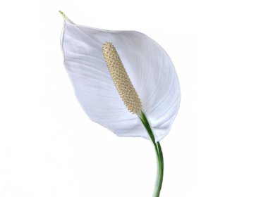 Barış çiçekleri. Spatthiphyllum bitkisi beyaza izole edilmiş.
