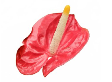 Flamingo çiçeği beyazda izole edilmiş. Anthurium andraeanum