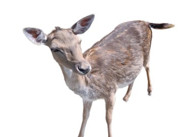 Little deer isolated on white background