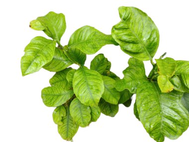 Limon bitkisi beyaz arka planda izole edilmiş. Citrus limonu