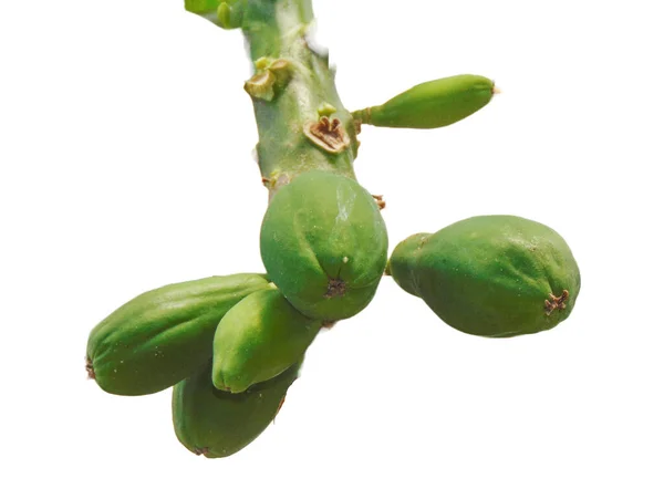 Frutti Papaia Verde Sull Albero Isolato Bianco Carica Papaya — Foto Stock