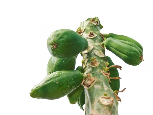 Groene Papaya Vruchten Boom Geïsoleerd Wit Caricapaja — Stockfoto