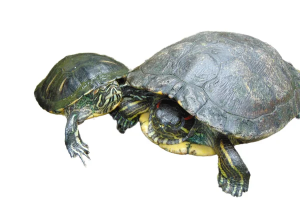 Две Черепахи Изолированы Белом Фоне — стоковое фото