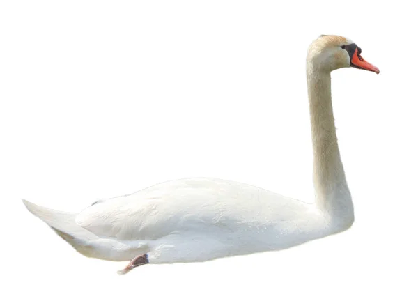 White Swan Isolated White Background — Stock Photo, Image