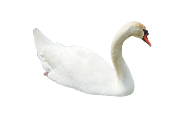 Белый Лебедь Изолирован Белом Фоне — стоковое фото