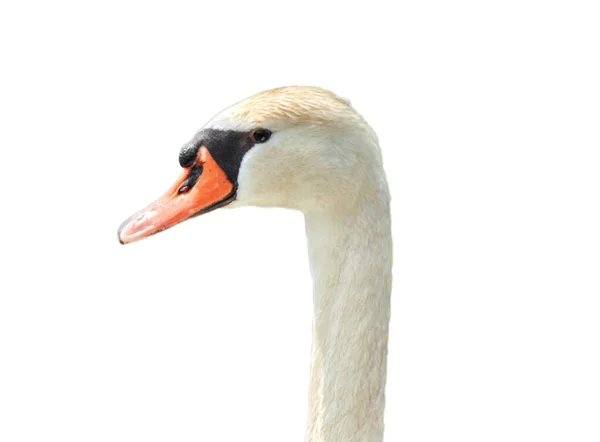 Cabeça Pescoço Cisne Branco — Fotografia de Stock
