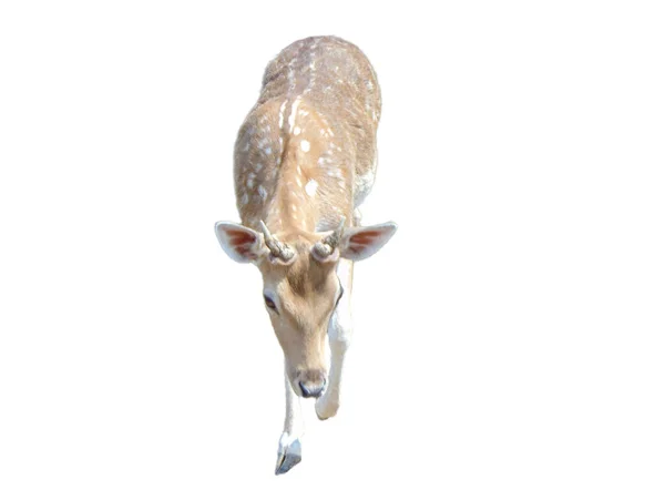 Little Deer Isolated White Background — 图库照片