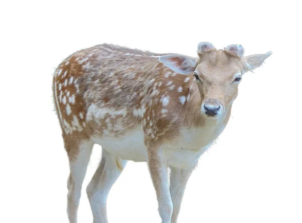 Little Deer Isolated White Background — 스톡 사진