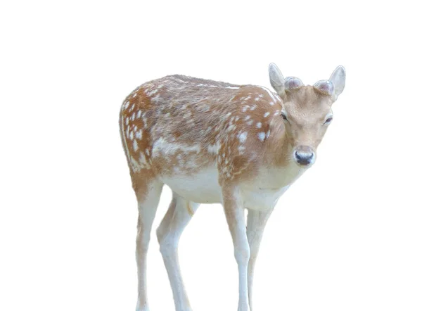 Little Deer Isolated White Background — Stockfoto