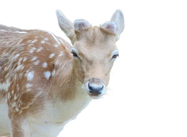 Little Deer Isolated White Background — Φωτογραφία Αρχείου