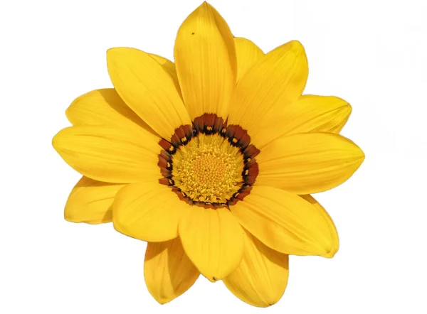 Žlutá Květina Pokladu Izolovaná Bílém Gazania Rigens — Stock fotografie