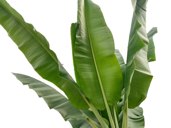 Bananenbladeren Geïsoleerd Witte Achtergrond — Stockfoto